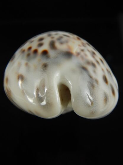 Cypraea tigris pardalis.. White.... 74.20 mm Gem-67098