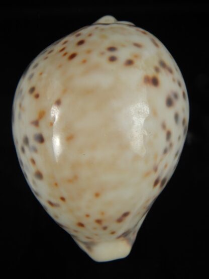 Cypraea tigris pardalis .. White.. 87.20 mm Gem-67112