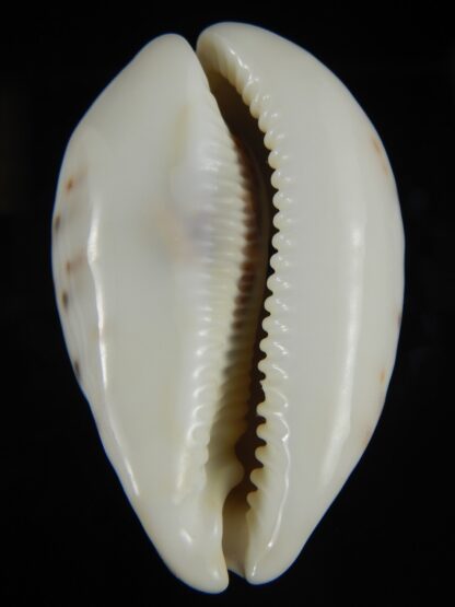 Cypraea tigris pardalis .. White.. 87.20 mm Gem-67115