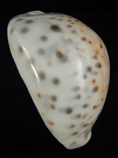 Cypraea tigris pardalis .. White.. 87.20 mm Gem-67117