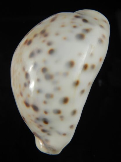 Cypraea tigris pardalis .. White.. 87.20 mm Gem-67113