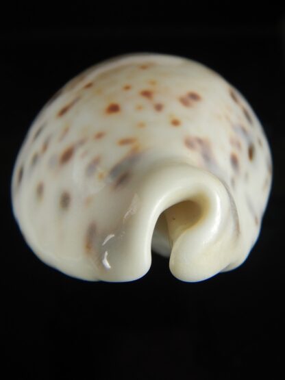 Cypraea tigris pardalis .. White.. 87.20 mm Gem-67116