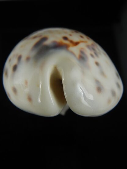 Cypraea tigris pardalis .. White.. 87.20 mm Gem-67114