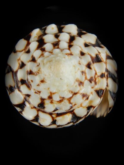 Conus bandanus ..Big size ... 110.11 mm Gem (-)-67180