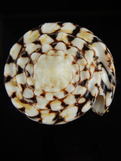 Conus bandanus ..Big size ... 101.95 mm Gem (-)-67173