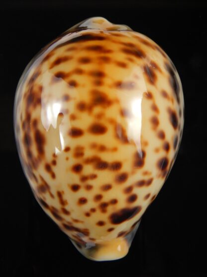 Cypraea tigris pardalis incana 82.91 mm F+++/Gem-67839