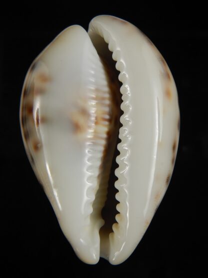 Cypraea tigris pardalis incana 82.91 mm F+++/Gem-67838