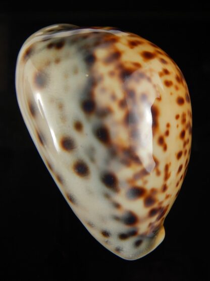 Cypraea tigris pardalis incana 82.91 mm F+++/Gem-67840