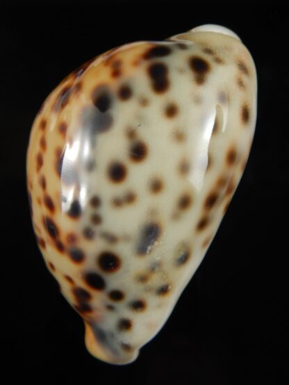 Cypraea tigris pardalis incana 82.91 mm F+++/Gem-67841