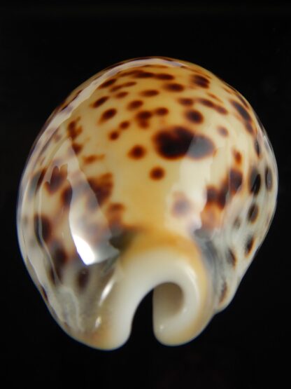 Cypraea tigris pardalis incana 82.91 mm F+++/Gem-67837