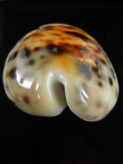 Cypraea tigris pardalis incana 82.91 mm F+++/Gem-67836