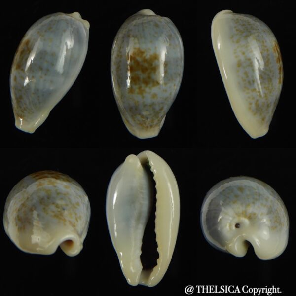 Erronea errones coxi/ azurea 28.01 mm Gem-0
