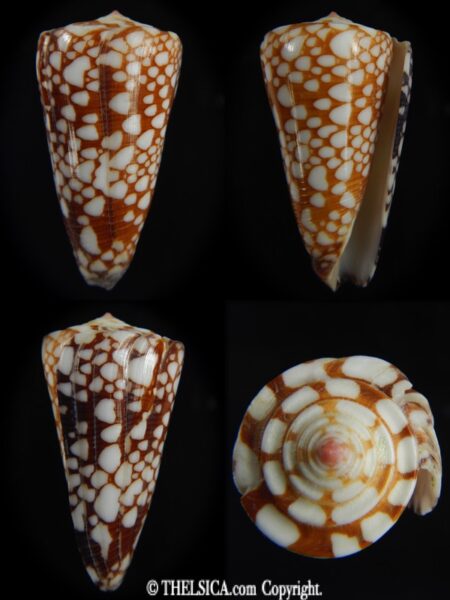 Eugeniconus nobilis gisellelieae 46.30 mm Gem-0