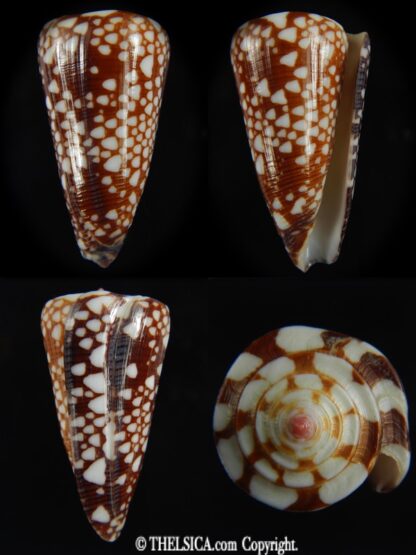 Eugeniconus nobilis gisellelieae 47.49 mm Gem -0