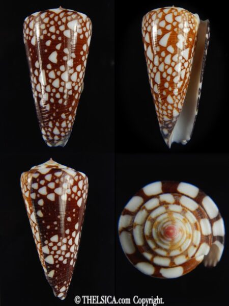 Eugeniconus nobilis gisellelieae 49.97 mm Gem-0