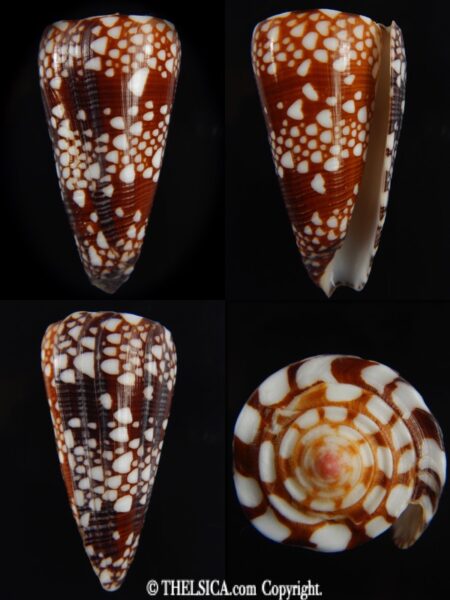 Eugeniconus nobilis gisellelieae 52.46 mm Gem-0