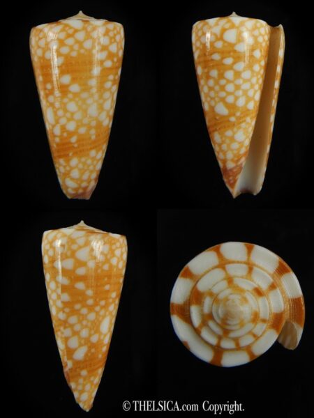 Eugeniconus nobilis gisellielieae .. Golden ... 40.64 mm Gem-0