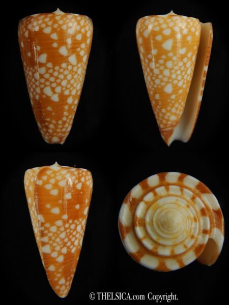 Eugeniconus nobilis gisellielieae .. Golden ... 46.86 mm Gem-0