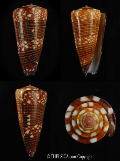 Eugeniconus nobilis victor 44.04 mm Gem-0