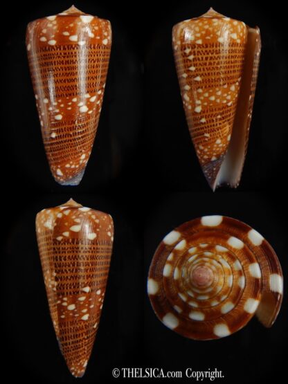Eugeniconus nobilis victor 50.01 mm Gem -0
