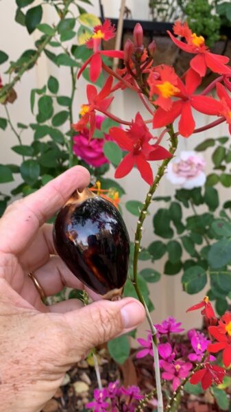 Zoila jeaniana praeclara 75.00 mm Gem-0