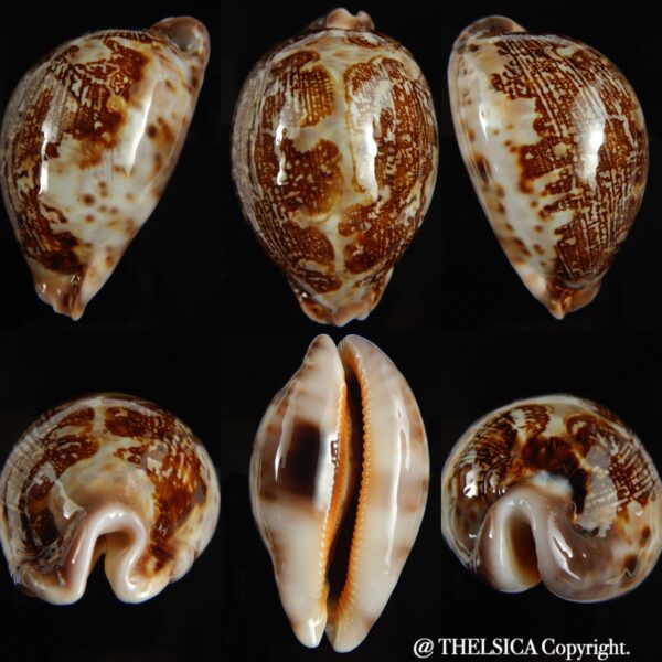 Leporicypraea mappa curvati 68.13 mm Gem-0