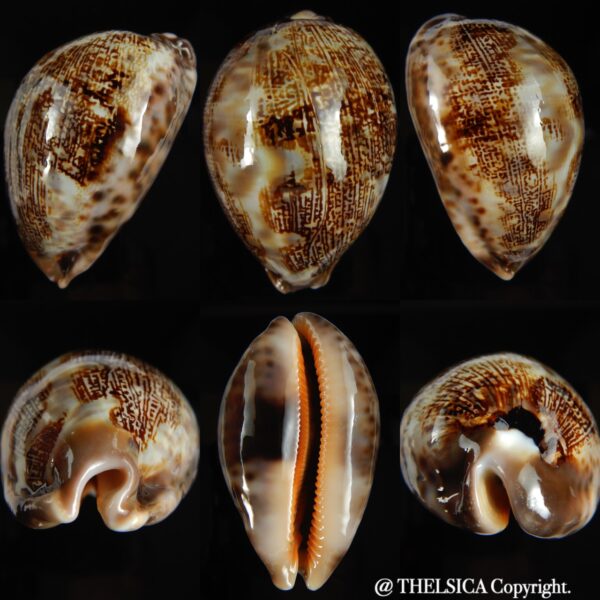 Leporicypraea mappa curvati 72.04 mm Gem-0