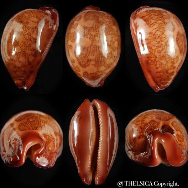 Leporicypraea mappa panerythra 72.18 mm Gem -0