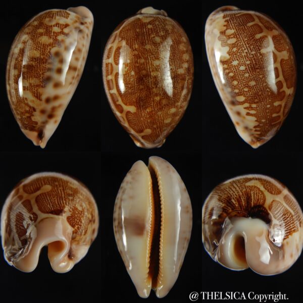 Leporicypraea mappa viridis guamensis 62.36 mm Gem-0