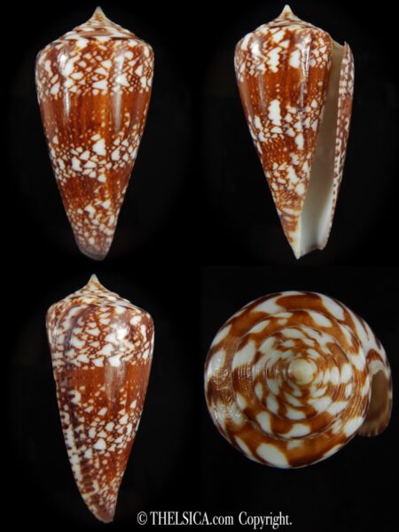 Leptoconus amadis 85.06 mm F+++/Gem-0
