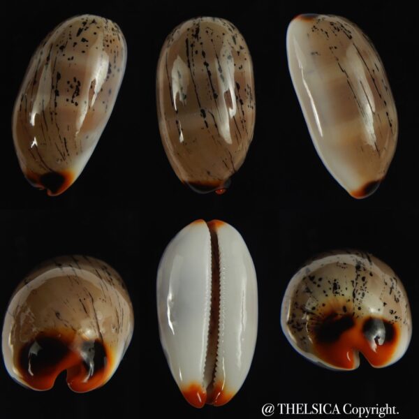 Luria isabella controversa ... TOP COLOUR ... 34.36 mm Gem-0