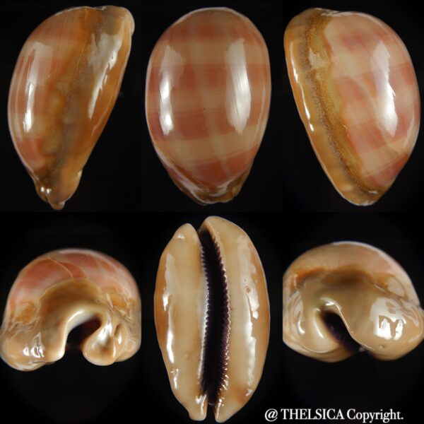 Lyncina leviathan leviathan .Giant size .. 90.34 mm F+++:Gem -0
