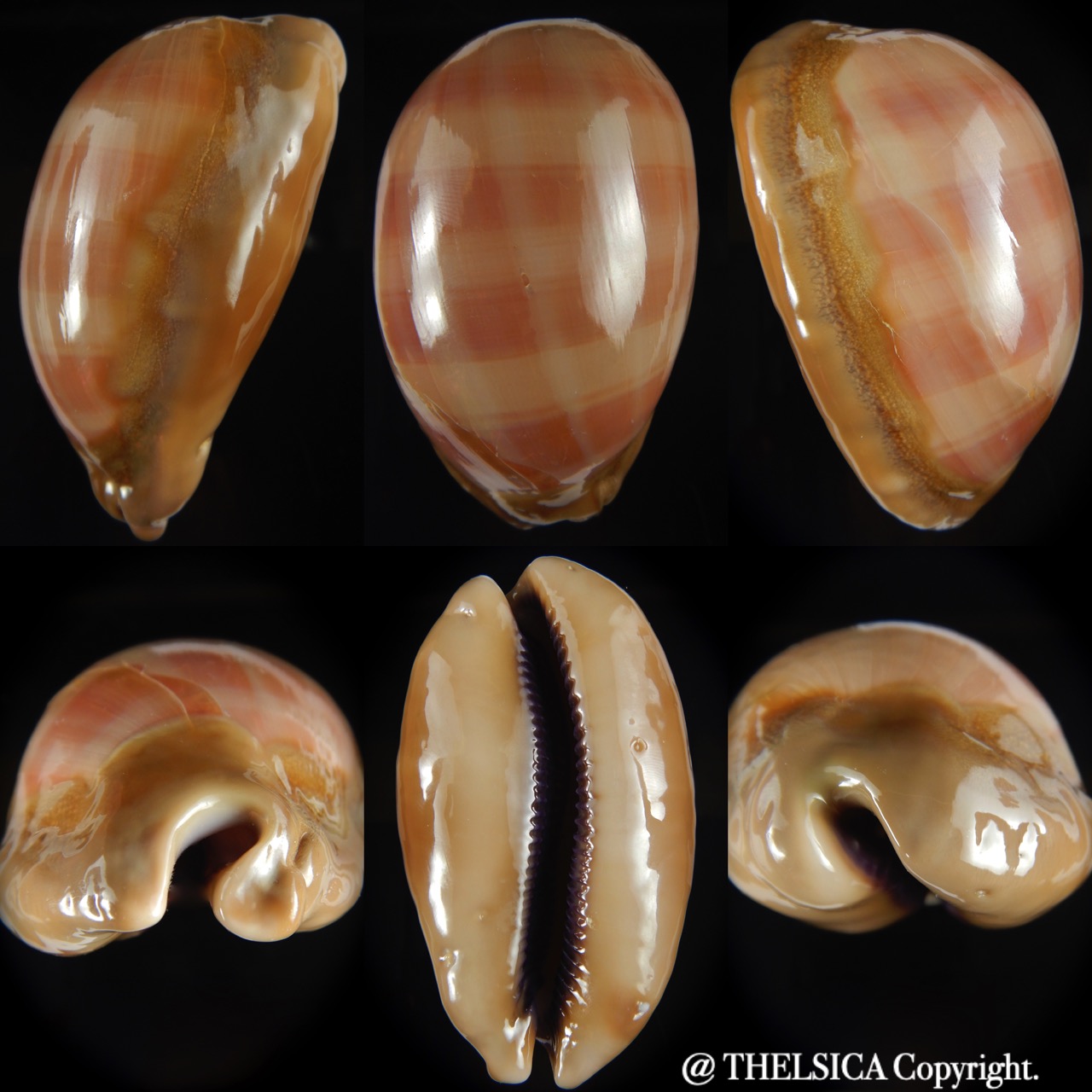 Lyncina leviathan leviathan .Giant size .. 90.34 mm F+++:Gem -0