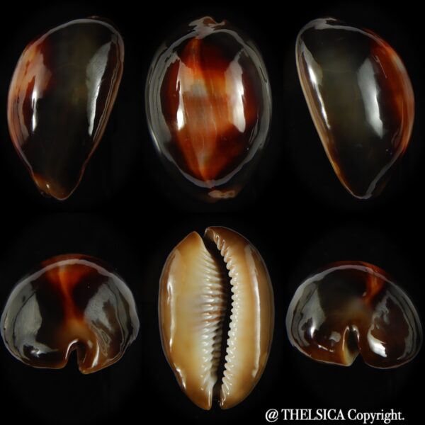 Lyncina ventriculus ventriculus 51.83 mm Gem (-)-0