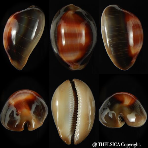 Lyncina ventriculus ventriculus 54.38 mm F++/F+++-0