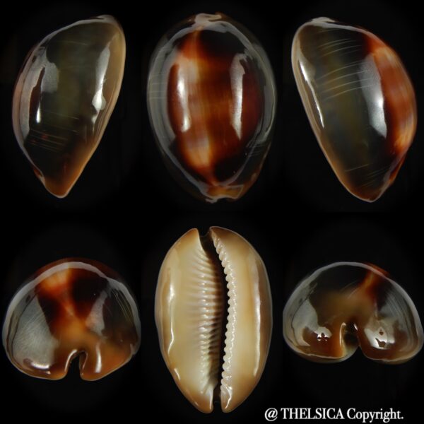Lyncina ventriculus ventriculus 52.36 mm Gem (-)-0