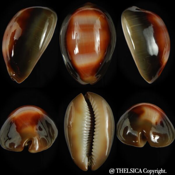 Lyncina ventriculus ventriculus 55.02 mm Gem -0