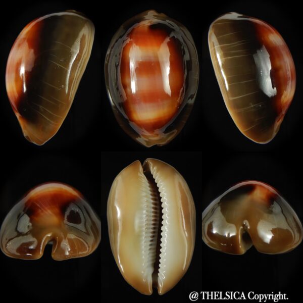 Lyncina ventriculus ventriculus 57.16 mm Gem (-)-0