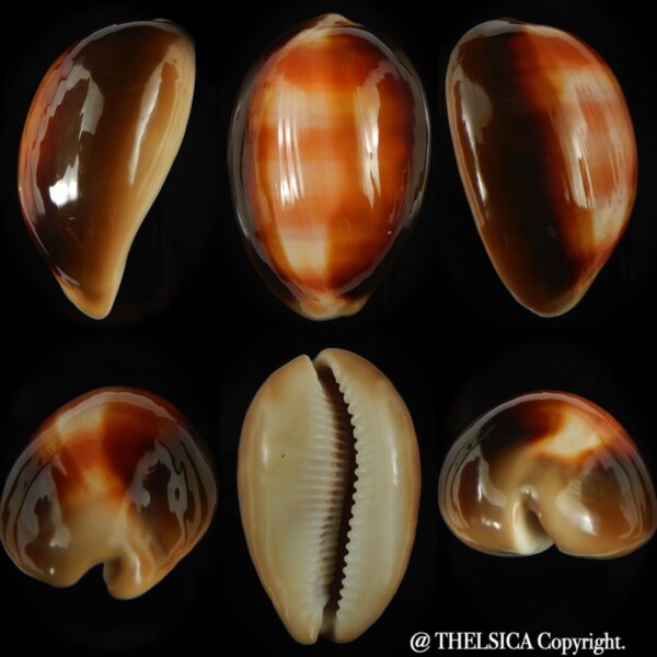 Lyncina ventriculus ventriculus 57.38 mm Gem -0