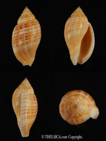 Lyria deliciosa ..Orange f. 29.30 mm Gem-0