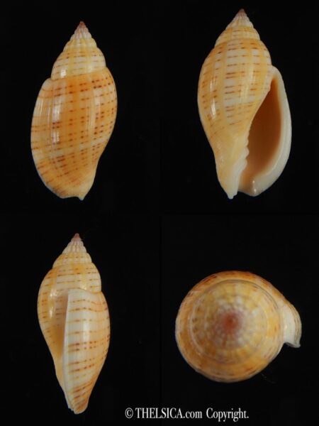 Lyria deliciosa ..Orange f. 31.90 mm Gem-0