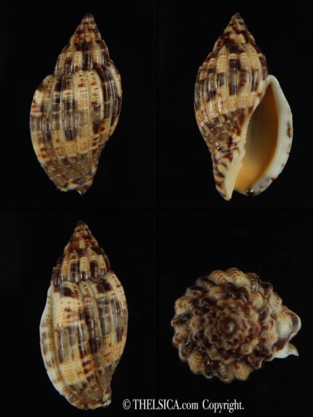 Lyria mitraeformis 42.68 mm Gem-0