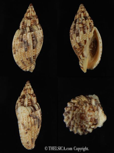 Lyria mitraeformis 44.64 mm Gem -0
