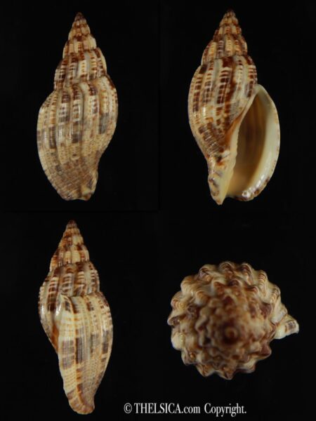 Lyria mitraeformis 47.70 mm Gem-0