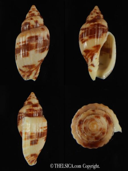 Lyria mitraeformis grangeri ..SP colour ... 40.53 mm F+++/Gem-0