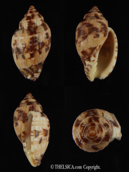 Lyria mitraeformis grangeri . 35.60 mm Gem-0