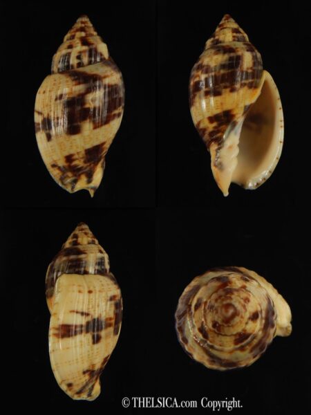 Lyria mitraeformis grangeri . 40.30 mm Gem-0