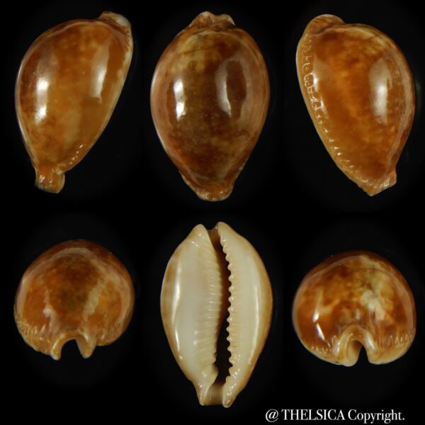Naria miliaris ..SP colour ... 33.94 mm Gem-0