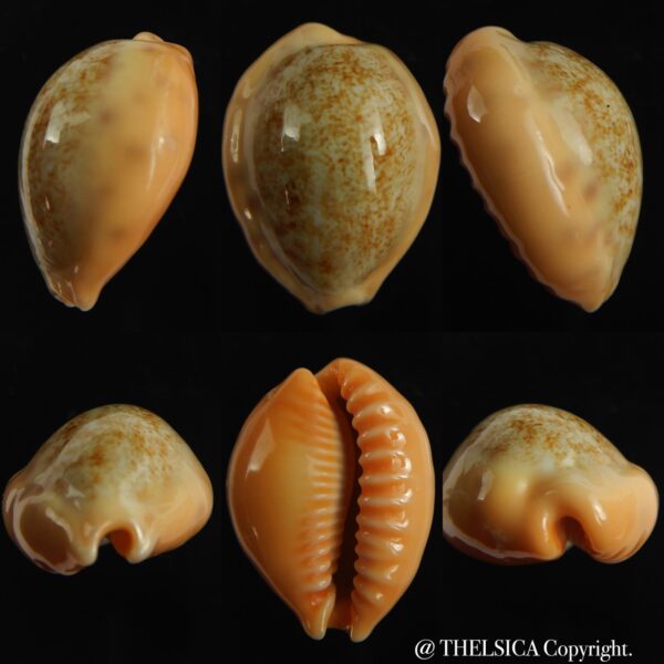 Ovatipsa coloba coloba 24.50 mm Gem-0
