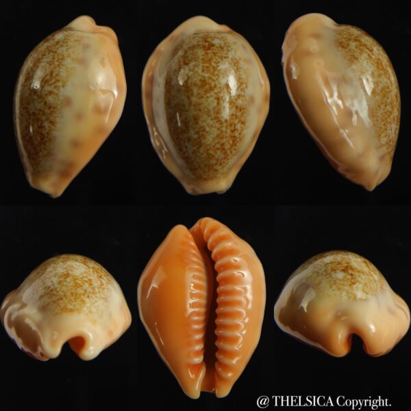 Ovatipsa coloba coloba 25.25 mm Gem-0